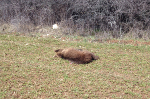 νεκρή αρκούδα