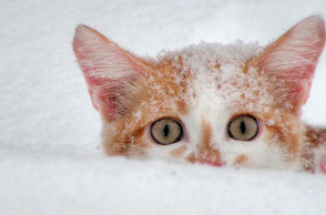cat_snow.jpg