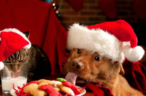 christmas-cat-and-dog-1440x2560.jpg