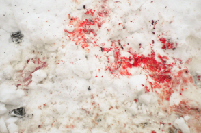 blood-on-the-snow.jpg