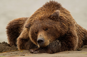 sleeping-bear-wallpaper-12354-12797-hd-wallpapers.jpg