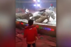 151_horrific_moment_a_lion_and_a_tiger_pounce_on_defenceless_horse_in_middle_of_circus_ring_youtube_copy.jpg