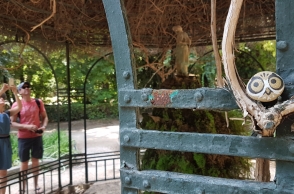 Οι κρυμμένες κουκουβάγιες της Αθήνας