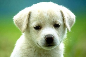 Εκδήλωση για τα δικαιώματα των ζώων στη Θεσσαλονίκη 