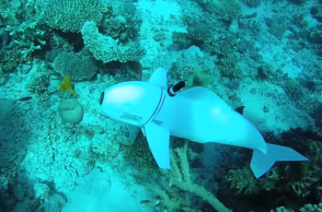 169_a_robotic_fish_swims_in_the_ocean_youtube_copy.jpg