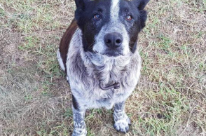 max-queensland.jpg