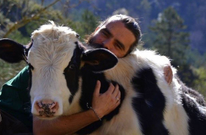 cows-love-cuddles.jpg