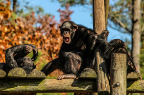 chimpanzees-204699_1920.jpg