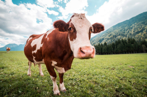 brown-and-white-cow-in-pasture_free_stock_photos_picjumbo_dsc01984-2210x1473.jpg