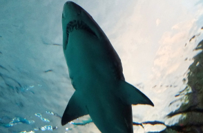 shark-1122899_1920.jpg