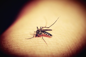 mosquitoe-1548975_1920.jpg