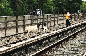 goatsonsubwaytracks.jpg
