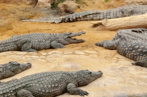 crocodile.jpg