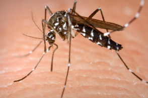 aedes_albopictus.jpg
