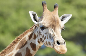 giraffe-attack23423.jpg