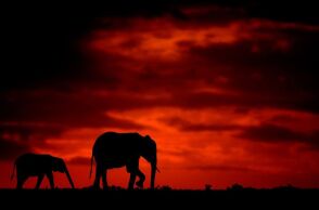 _103300630_mdrum_silhouettes_of_africa-18.jpg
