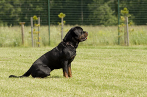 rottweiler.jpg
