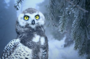 owl-3184032_1920.jpg