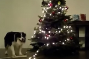 dog-christmas-new.jpg