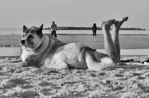 © Άνθιμος Ντάγκας