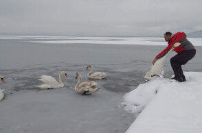 Εγκλωβισμένοι κύκνοι στην παγωμένη λίμνη της Καστοριάς