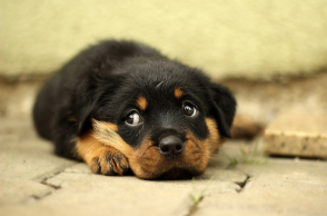 rottweiler-869018_1920.jpg