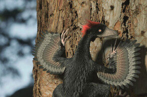 anchiornis