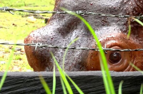 Οι ιπποπόταμοι του Εσκομπάρ