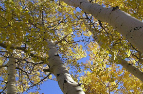 ΔΕΗ, Κόψιμο δέντρων, λεύκες