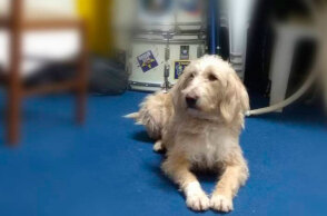 Η μασκότ του Αστέρα Τρίπολης