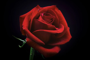 Τριαντάφυλλο