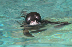 Πάρκο Αλοννήσου