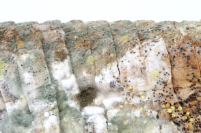 Μουχλιασμένο ψωμί