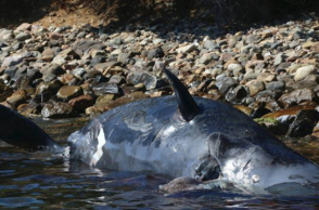 νεκρή φάλαινα