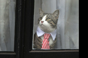 Γάτος του Τζούλιαν Ασάνζ