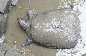 μαλακοχελώνα του Γιανγκτσέ
