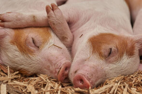 Επιστήμονες αποκατέστησαν μερικές λειτουργίες σε εγκεφάλους χοίρων