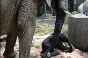 Γεννητούρια στο ζωολογικό κήπο