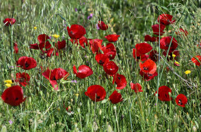 Παπαρούνες 