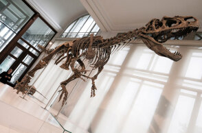 Σκελετός δεινοσαύρου