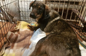 Η σκυλίτσα που πυροβολήθηκε στην Κέρκυρα