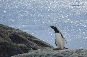 Ανταρκτική