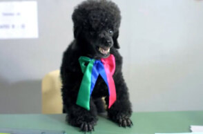 ΑΝΕΛ - Προεκλογικό σποτ για τις Ευρωεκλογές