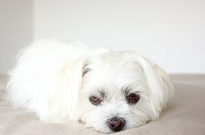 Κουτάβι Σιχ Τσου.jpg