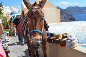 Γαϊδουράκια Σαντορίνης