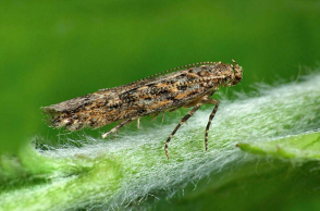 πεταλούδες