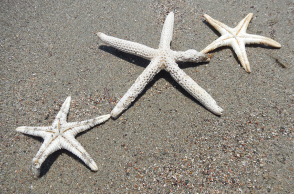 Αστερίες στην άμμο