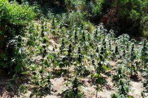 Φυτεία κάνναβης στην Οινόη Αττικής