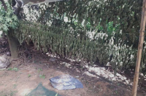 Φυτεία κάνναβης σε δύσβατο σημείο στα Χανιά