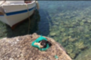 Κουταβάκια νεκρά μέσα σε πλαστική σακούλα στη Βάρη Σύρου 